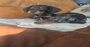 Miniature Dachshund dogs - Advert 7
