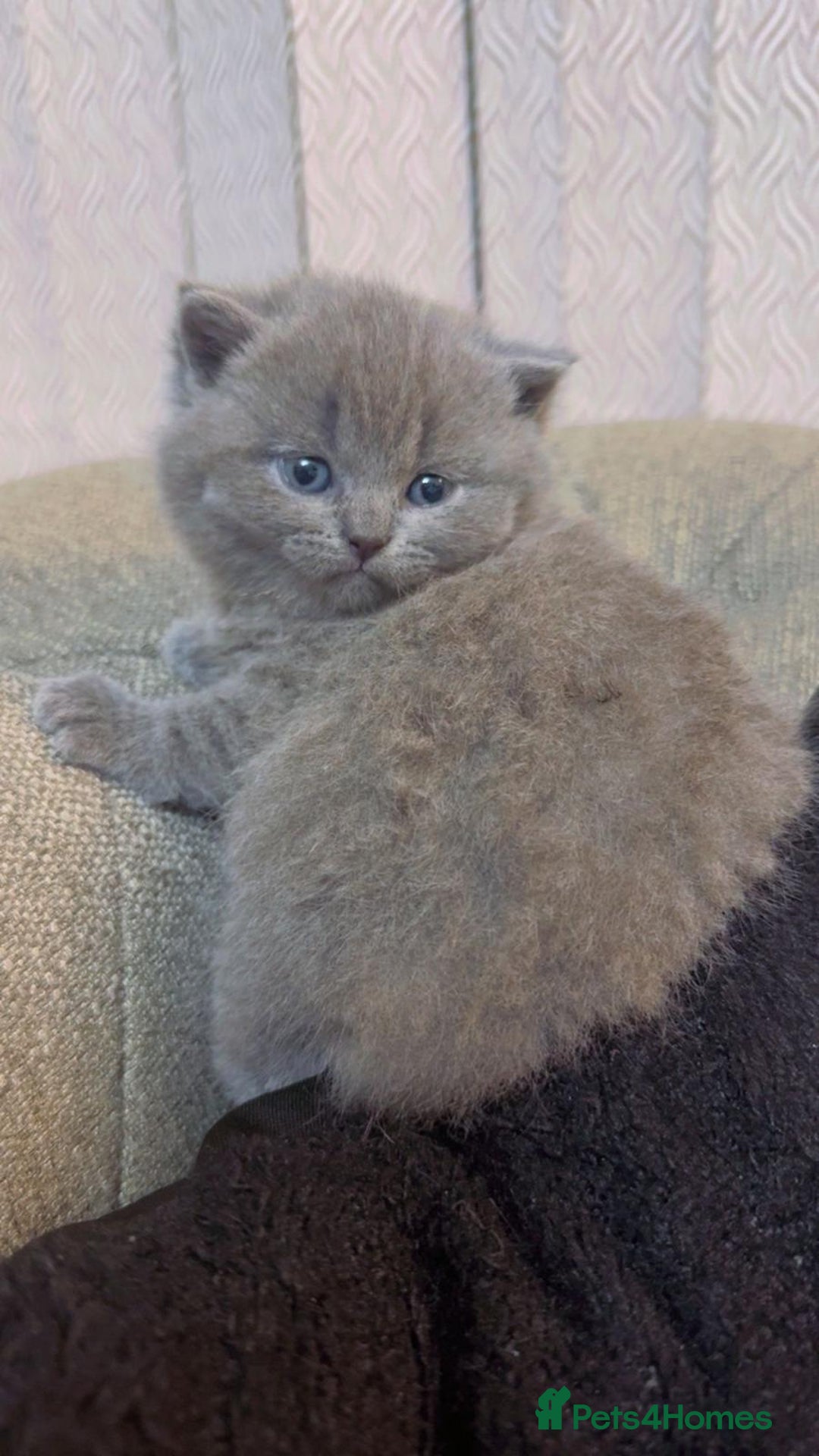 British Shorthair cats for sale: British shorthair - Advert 3