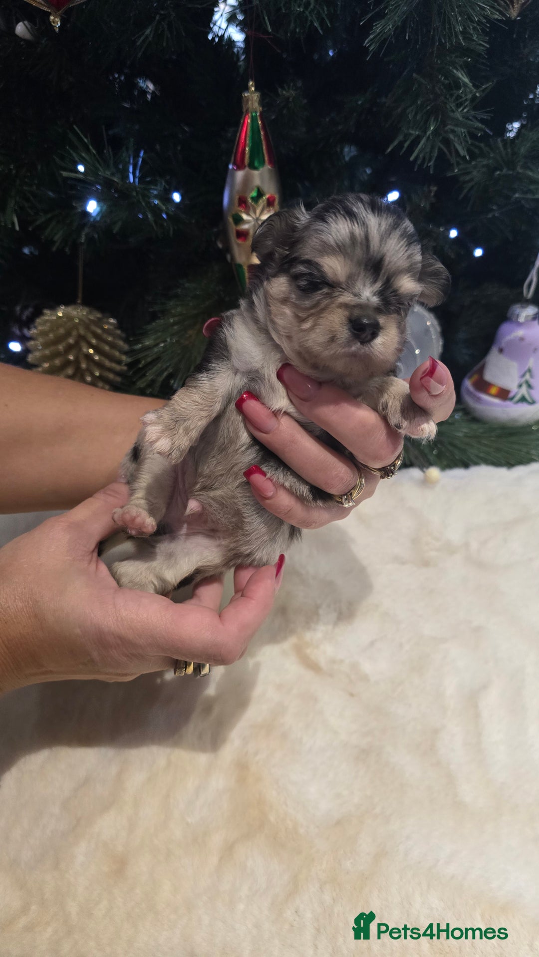 Chihuahua dogs for sale: Chihuahua puppies Russian ancestry with perfect bo - Advert 24