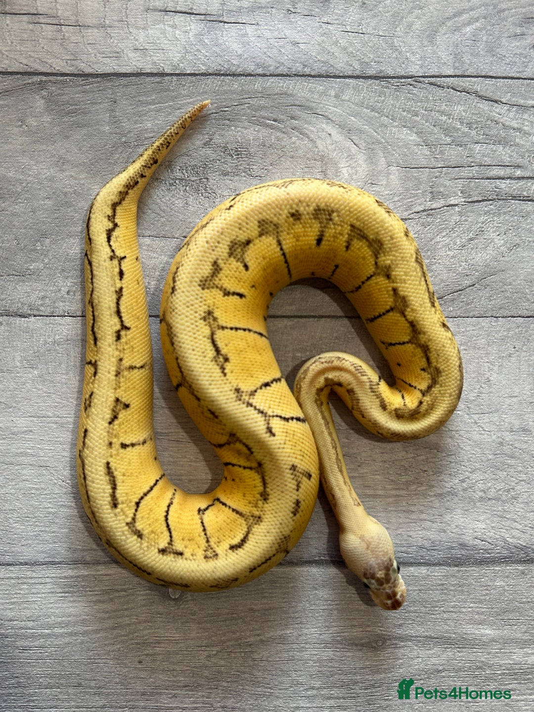 Python Snake reptiles for sale: Royal Pythons stunning morphs  - Image 10
