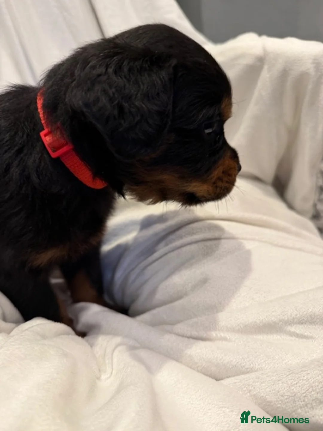 Rottweiler dogs for sale: 🐾Fluffy Rottweiler Puppies – From Murphy & Kyra🐾 in Lytham Saint Annes - Advert 2