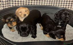 Cocker Spaniel dogs for sale: Beautiful Pedigree Cocker Spaniel’s  - Image 3