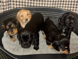 Cocker Spaniel dogs - Advert 4