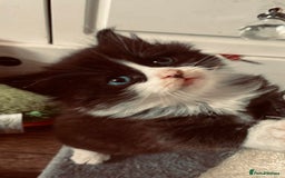 Ragdoll cats for sale: Ragdoll mix - Image 6