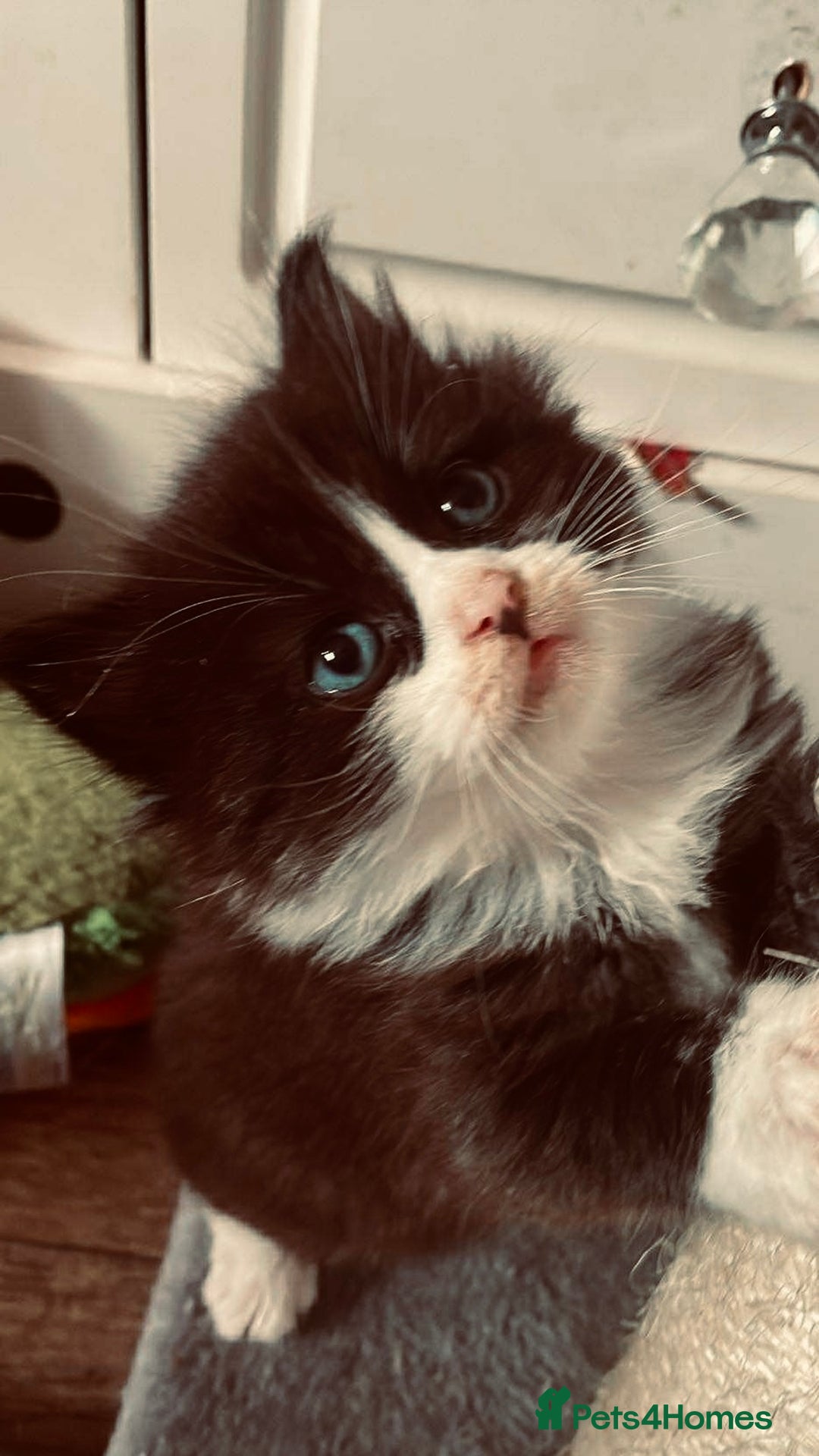 Ragdoll cats for sale: Ragdoll mix - Image 6