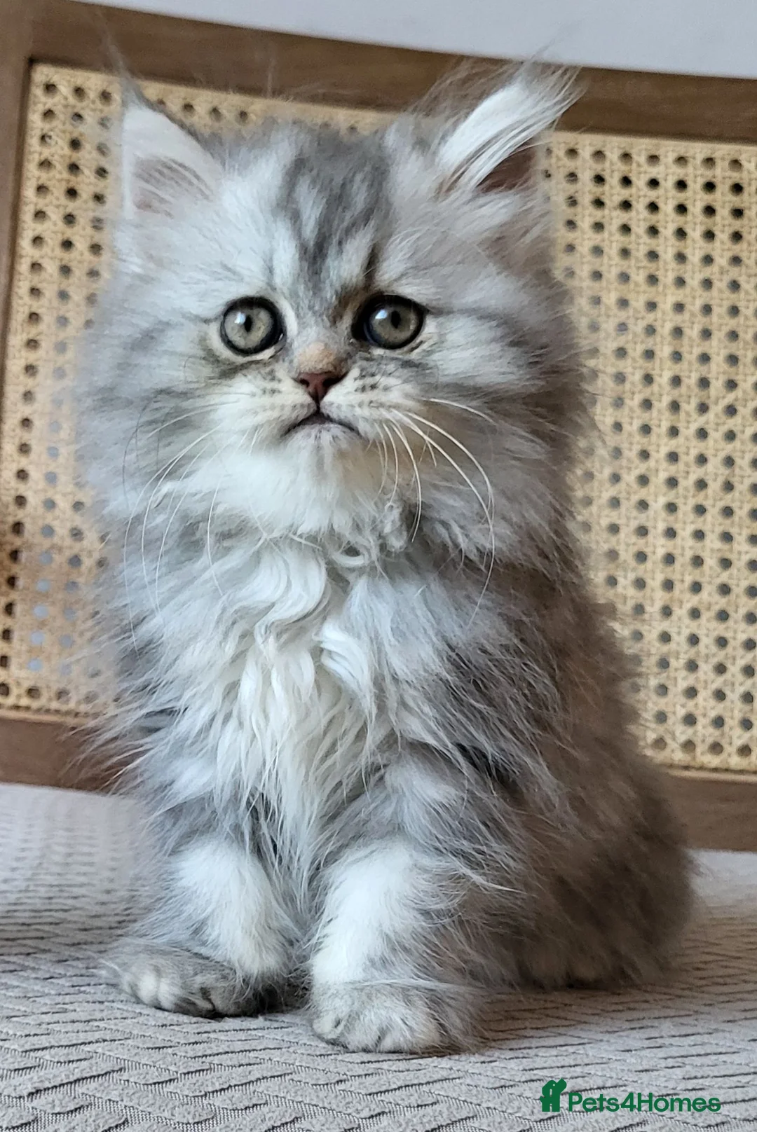 Munchkin cats for sale: Exceptional Quality & Extremely Rare Minuets - Advert 1