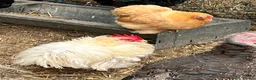 Chickens poultry for sale: Chickens and bantam and hatching eggs  - Advert 6