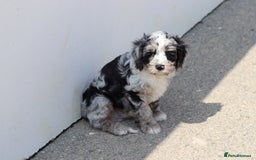 Cavapoo dogs for sale: Beautiful F1 Cavapoo puppies for sale - Image 6