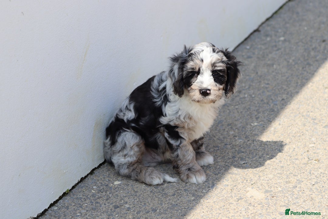 Cavapoo dogs for sale: Beautiful F1 Cavapoo puppies for sale - Image 6