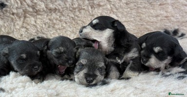 Miniature Schnauzer dogs - Advert 13