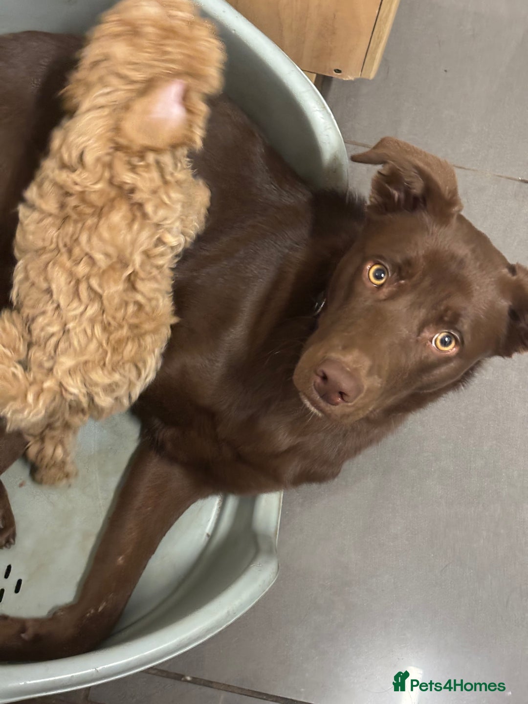 Borador dogs for sale: Colli cross lab  - Advert 2