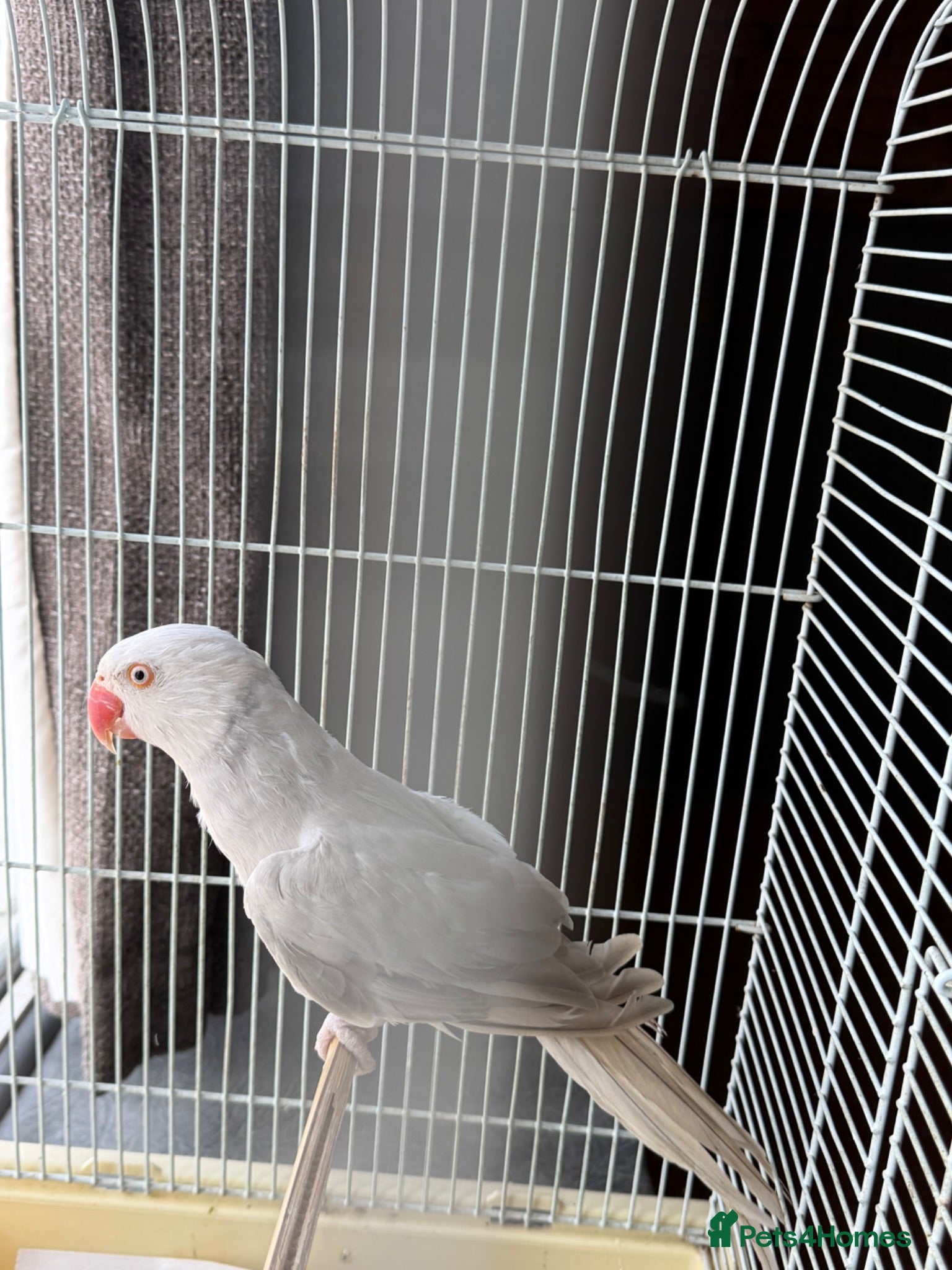 Ringnecks birds Opline ring neck parrot + cage - Advert 2
