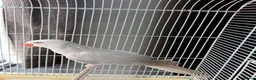 Ringnecks birds for sale: Opline ring neck parrot + cage - Advert 1