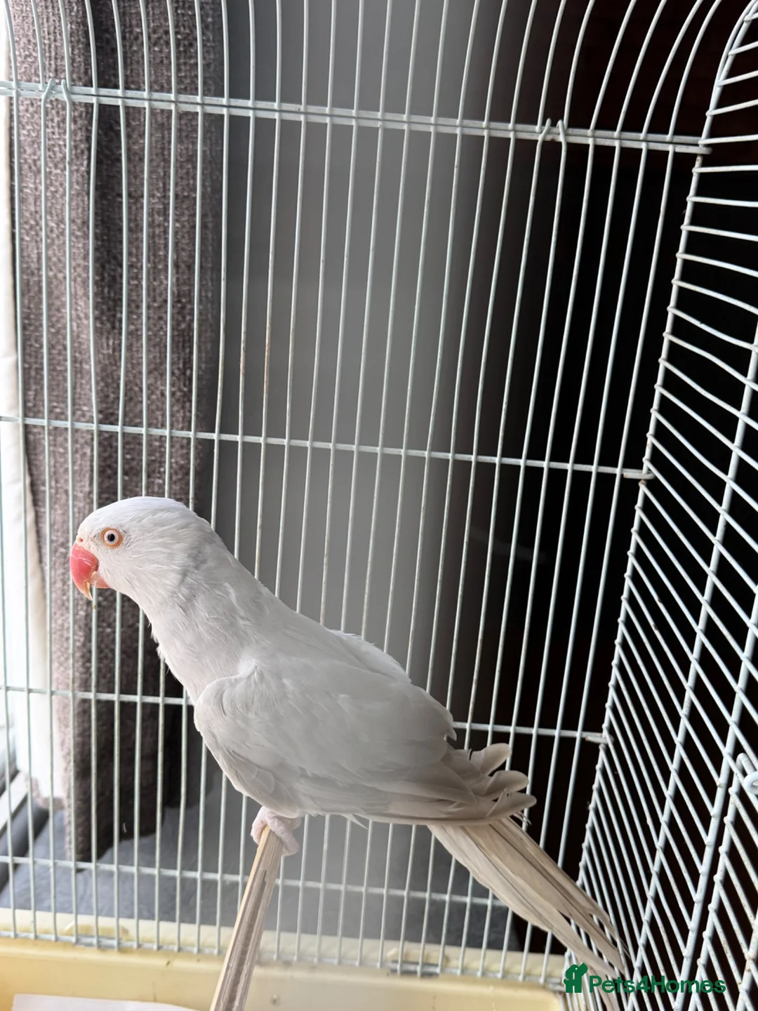 Ringnecks birds for sale: Opline ring neck parrot + cage - Advert 1