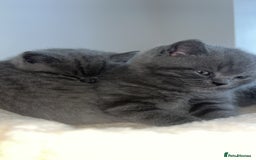British Shorthair cats for sale: Beautiful BSH Kittens - Ready to leave ASAP - Image 8
