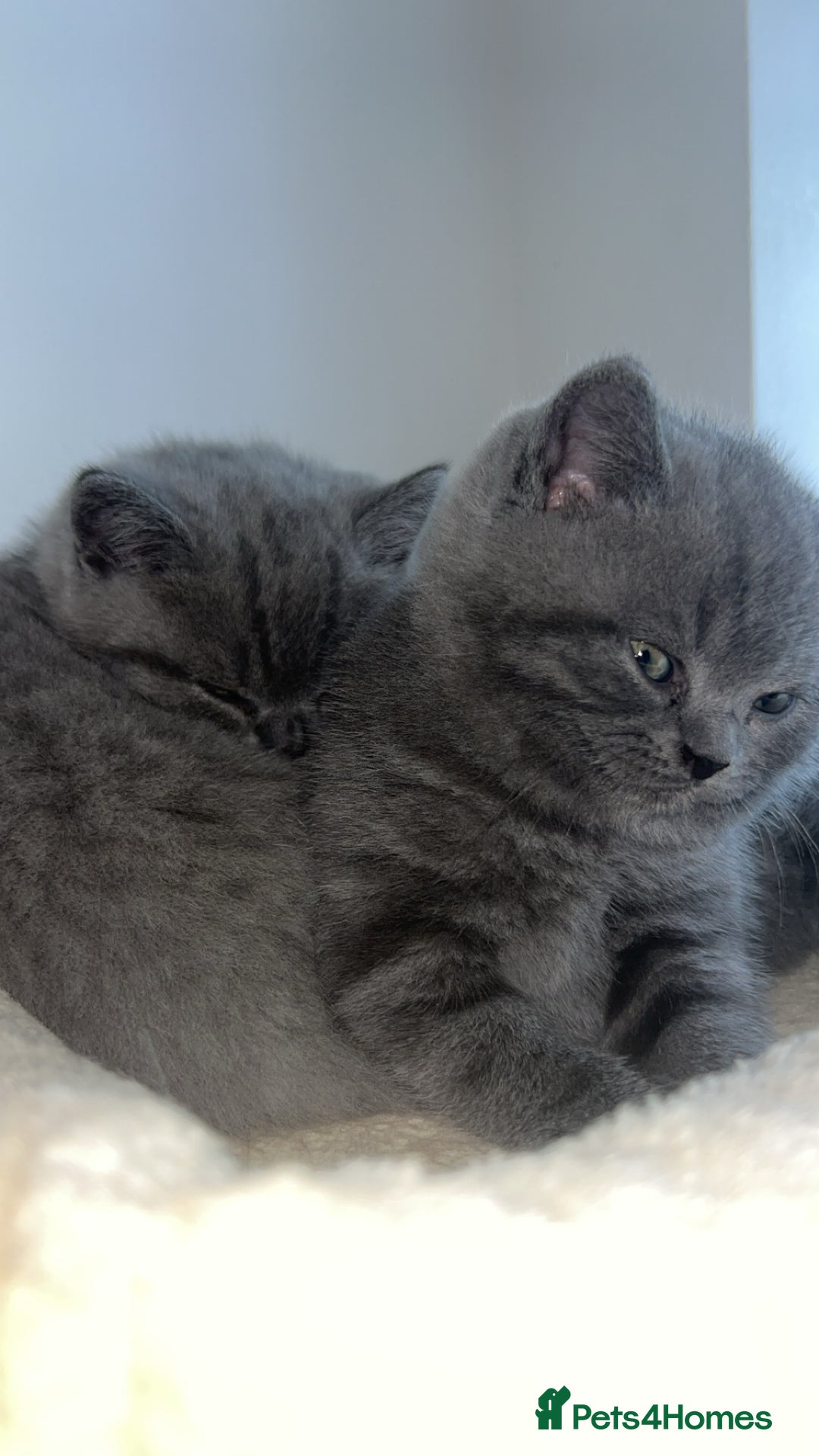 British Shorthair cats for sale: Beautiful BSH Kittens - Ready to leave ASAP - Image 8