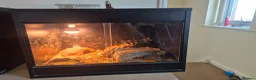 Leopard Gecko reptiles for sale: Leopard Gheko and Terrarium  in Manchester - Advert 2