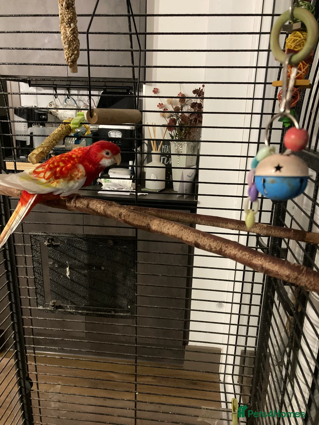 Parrots birds for sale: Rosella  - Advert 2