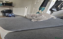 British Longhair cats for sale: British longhair ready for home in Watford - Image 38