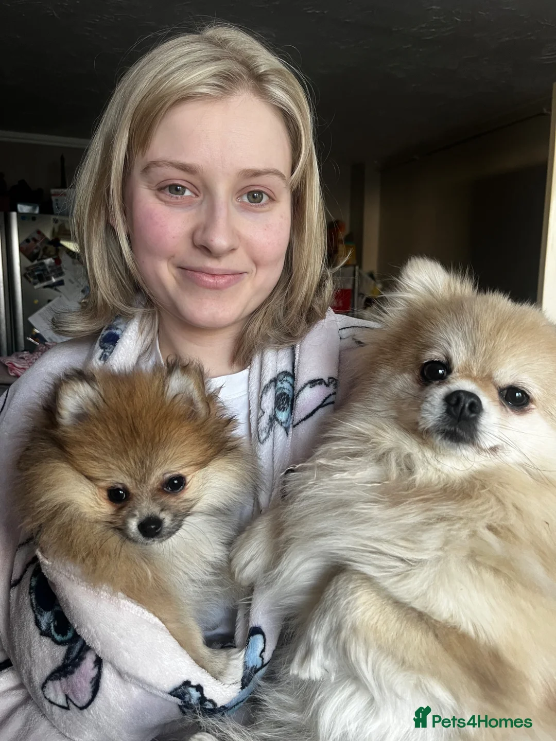 Pomeranian dogs for sale: KC Pomeranian Girls - Advert 2