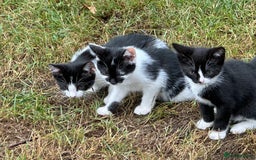 Mixed Breed cats for sale: Kittens - Image 2
