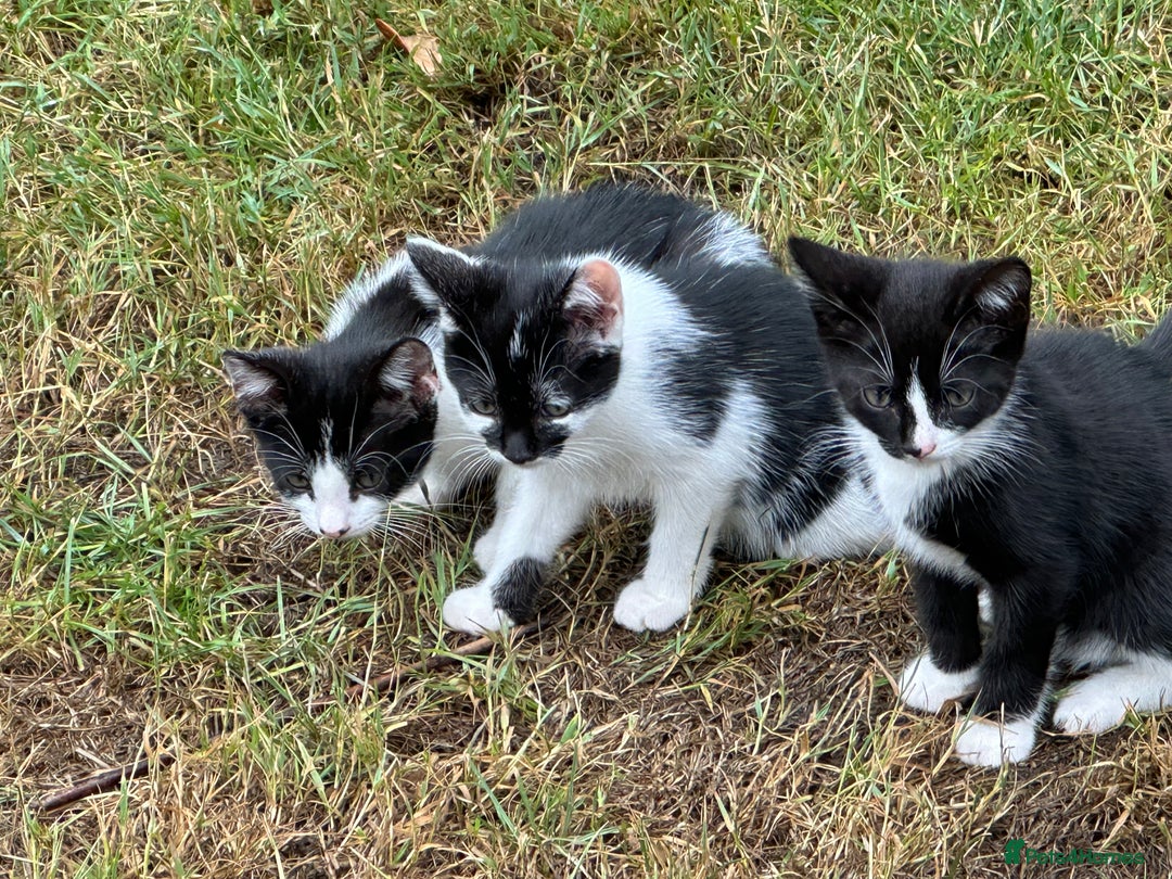Mixed Breed cats for sale: Kittens - Image 2