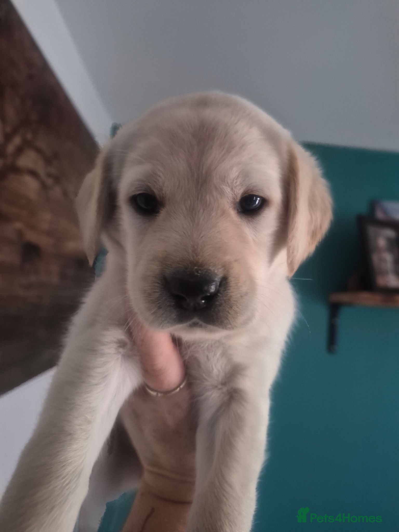 Goldador dogs Stunning F1 Goldador Puppies- Only 3 Females Left - Advert 3