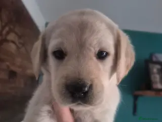 Goldador dogs Stunning F1 Goldador Puppies- Only 3 Females Left - Advert 3