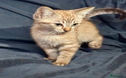 Siamese cats for sale: Last 2 Gorgeous Siamese Boys  - Image 2