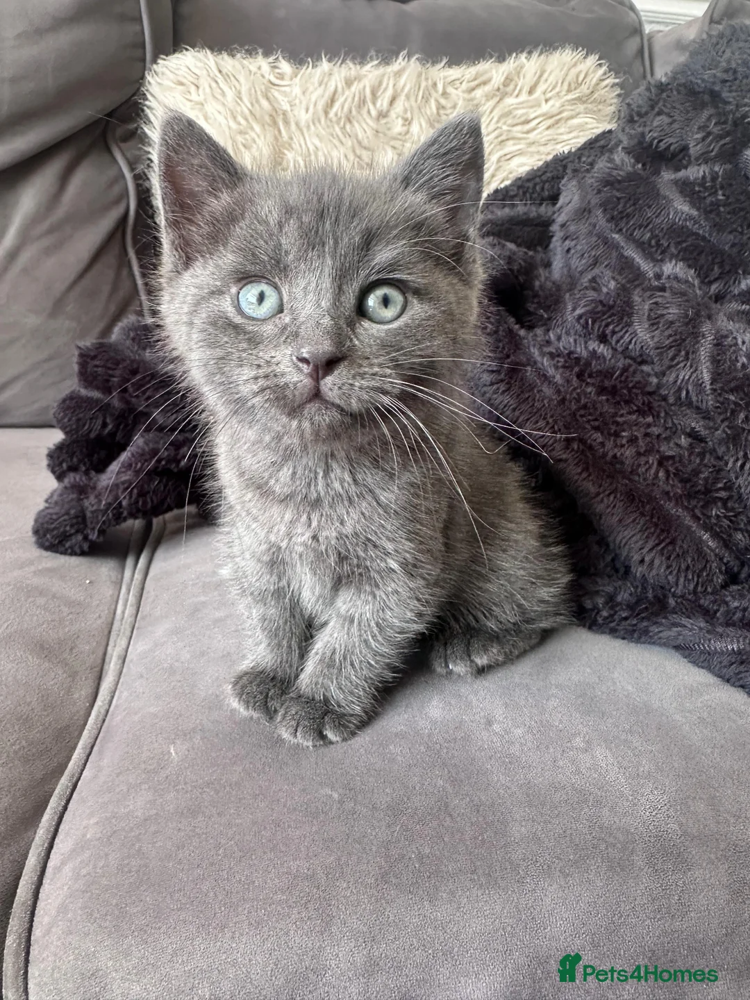 British Shorthair cats for sale: British short hair  - Advert 7