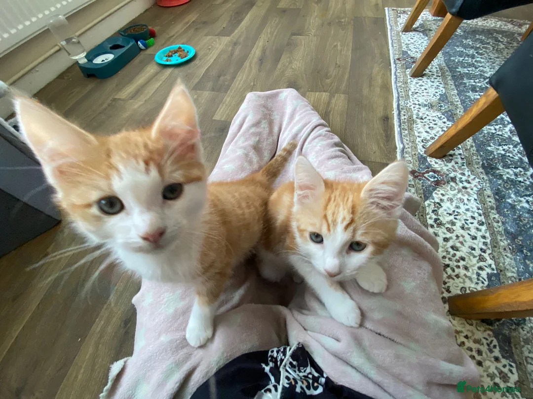 Mixed Breed cats for sale: 2 male ginger tabby kittens - Advert 7