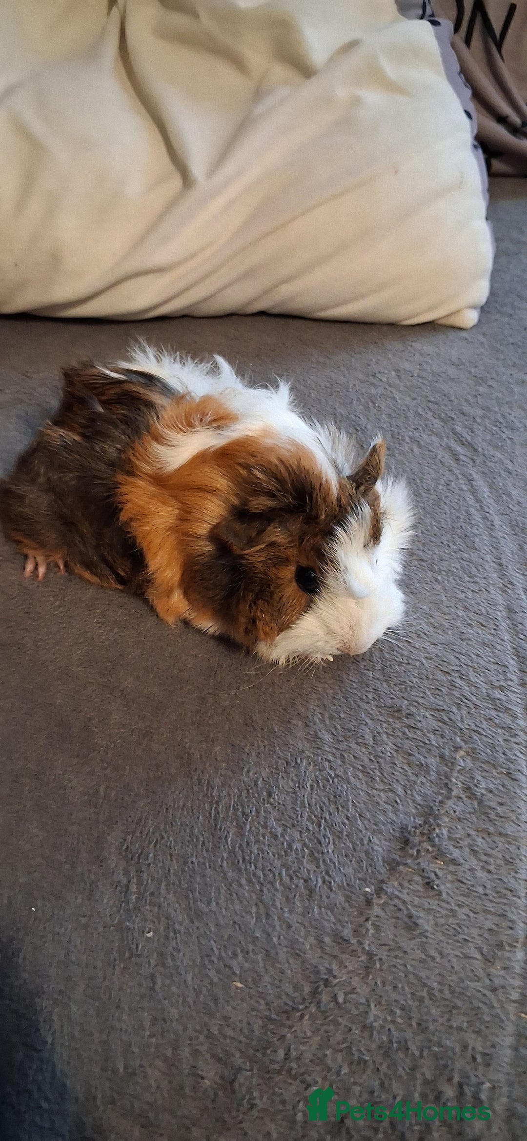 Guinea Pig rodents for sale: 6 baby girl guinea pigs 2 boys  - Advert 11