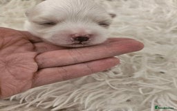 Maltese dogs for sale:  koreja meltis in Rotherham - Image 5