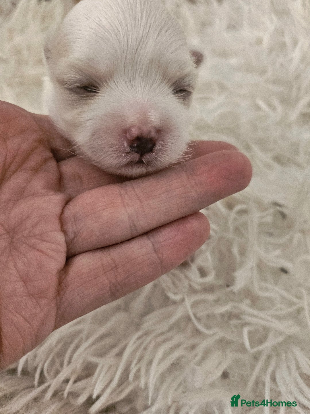 Maltese dogs for sale:  koreja meltis in Rotherham - Image 5