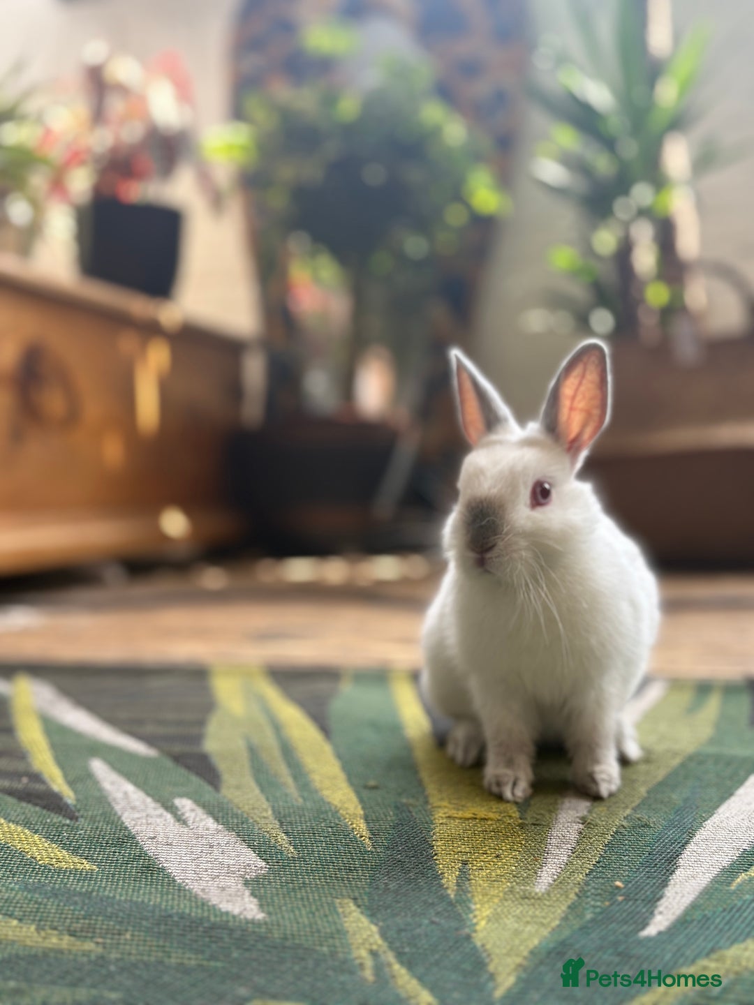 Netherland Dwarf rabbits for sale: Adult dwarf rabbits - Advert 3
