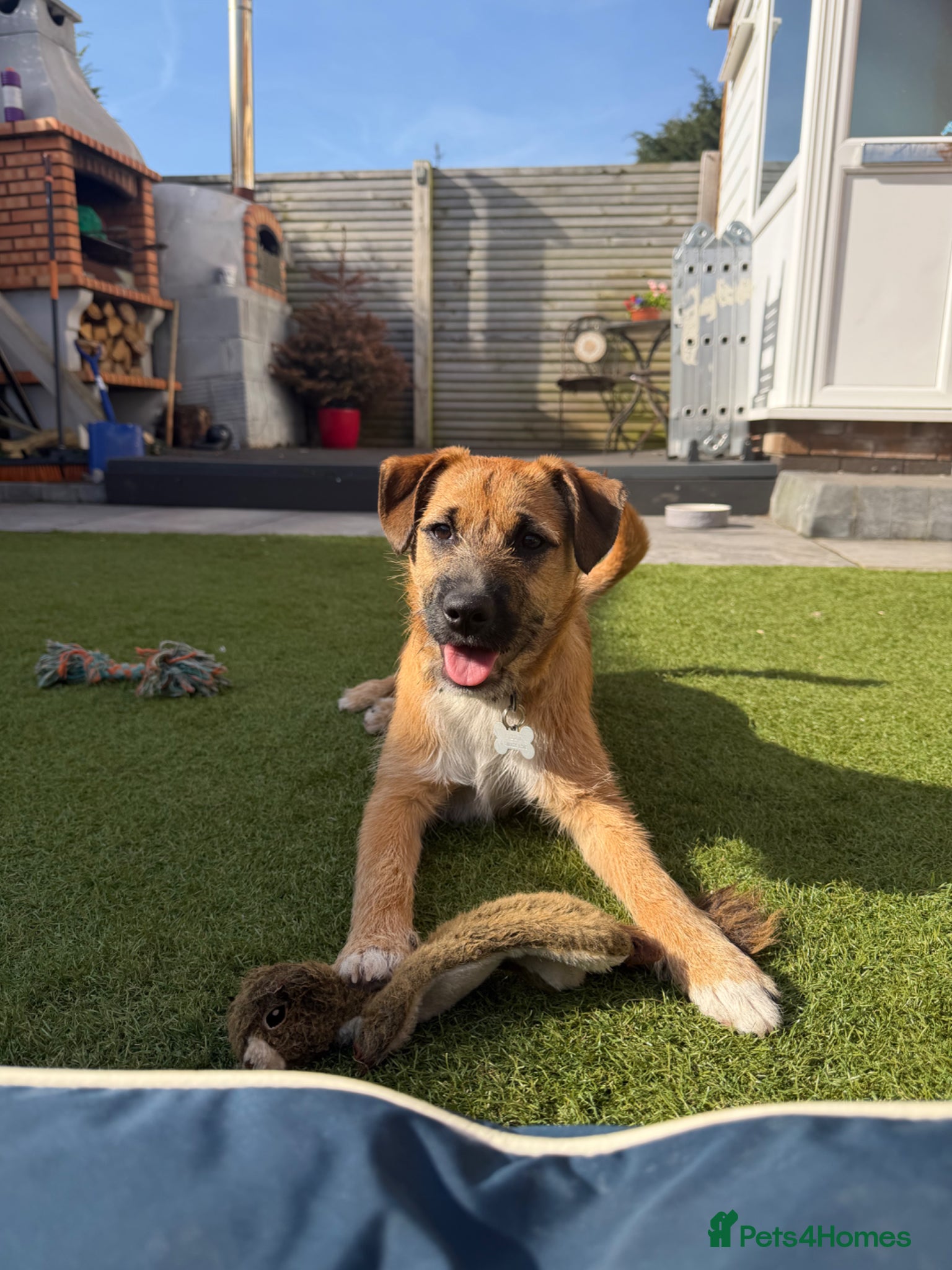 Patterdale Terrier dogs Patterdale Terrier - Advert 3