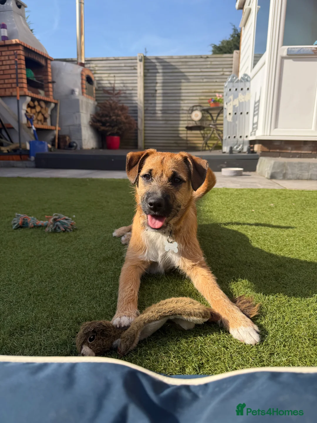 Patterdale Terrier dogs for sale: Patterdale Terrier in Lytham Saint Annes - Advert 1