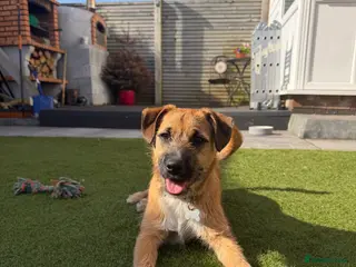 Patterdale Terrier dogs Patterdale Terrier - Advert 3