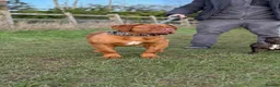 Dogue De Bordeaux dogs for sale: Dogue de Bordeaux  - Advert 2
