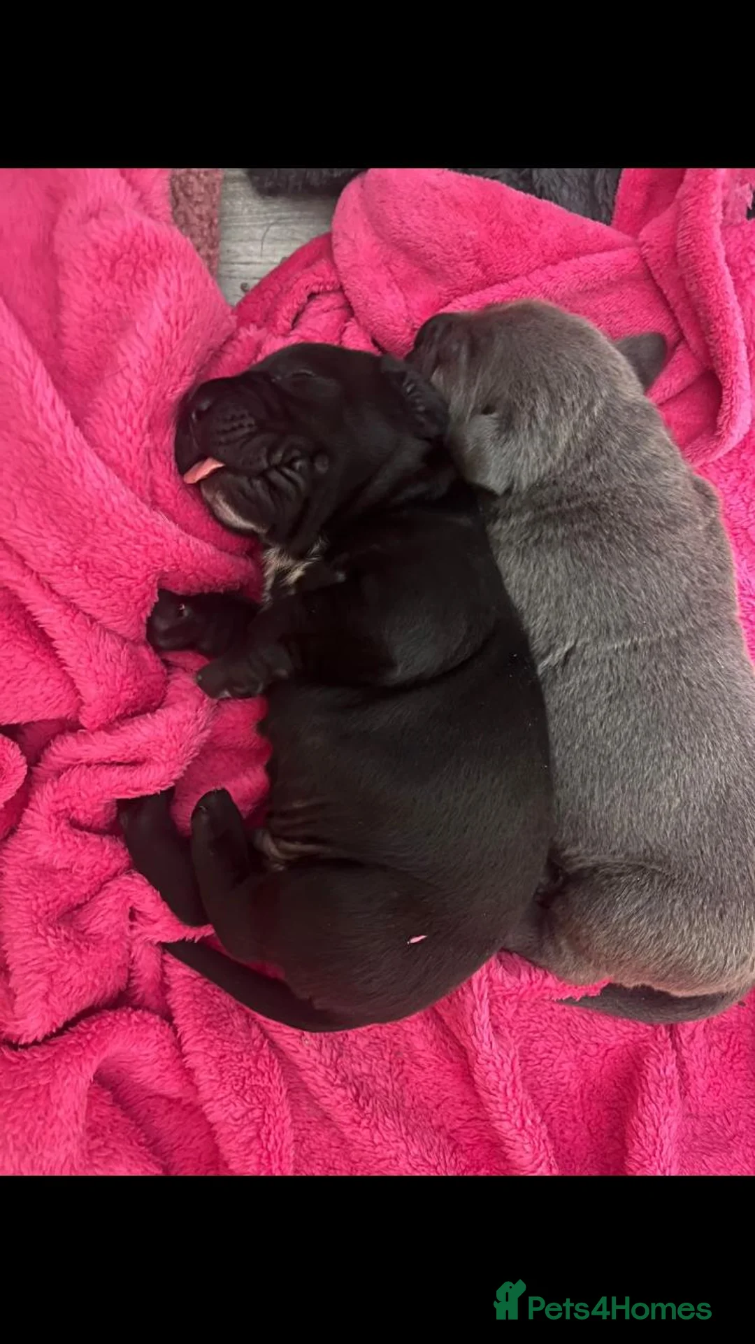 Cane Corso dogs for stud: Presenting MASSIMO MARCELLO for Stud in Stafford - Advert 7