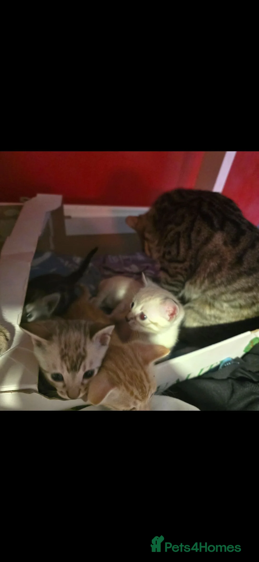 Mixed Breed cats for sale: Gorgeous Bengal x Tabby  - Advert 9