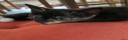 Mixed Breed cats for sale: 2 adorable kittens ❤️ in Great Yarmouth - Advert 7