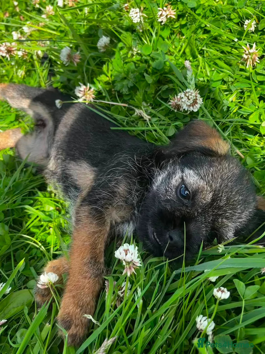 Border Terrier dogs for sale: Lovely Border Terrier puppies - Advert 2
