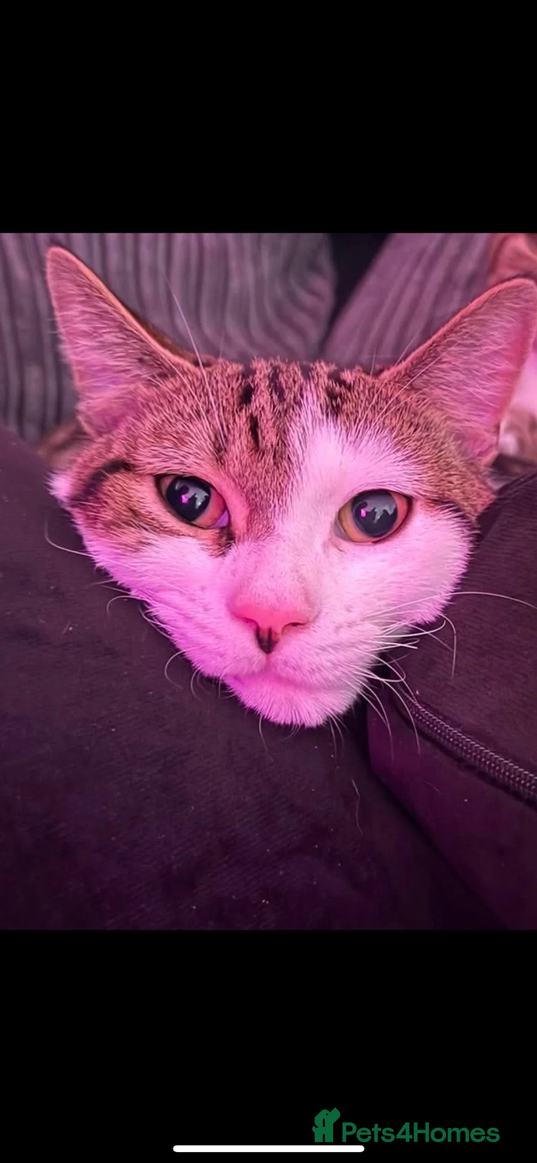 Mixed Breed cats for sale: Male tabby and white cat  - Advert 2