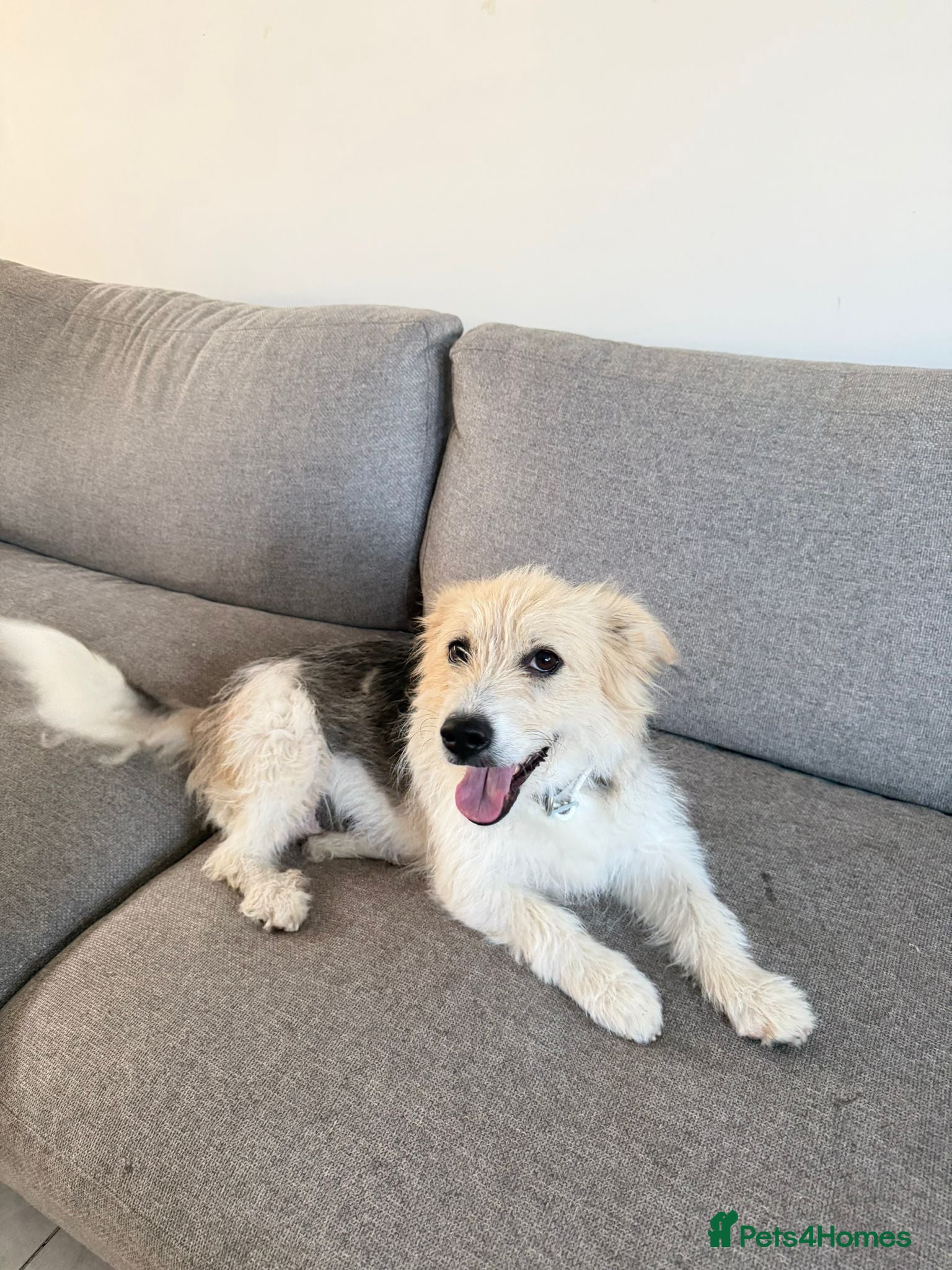 Mixed Breed dogs Angel (Canan) – Could You Be Her Happy Ending? ❤️ - Advert 1