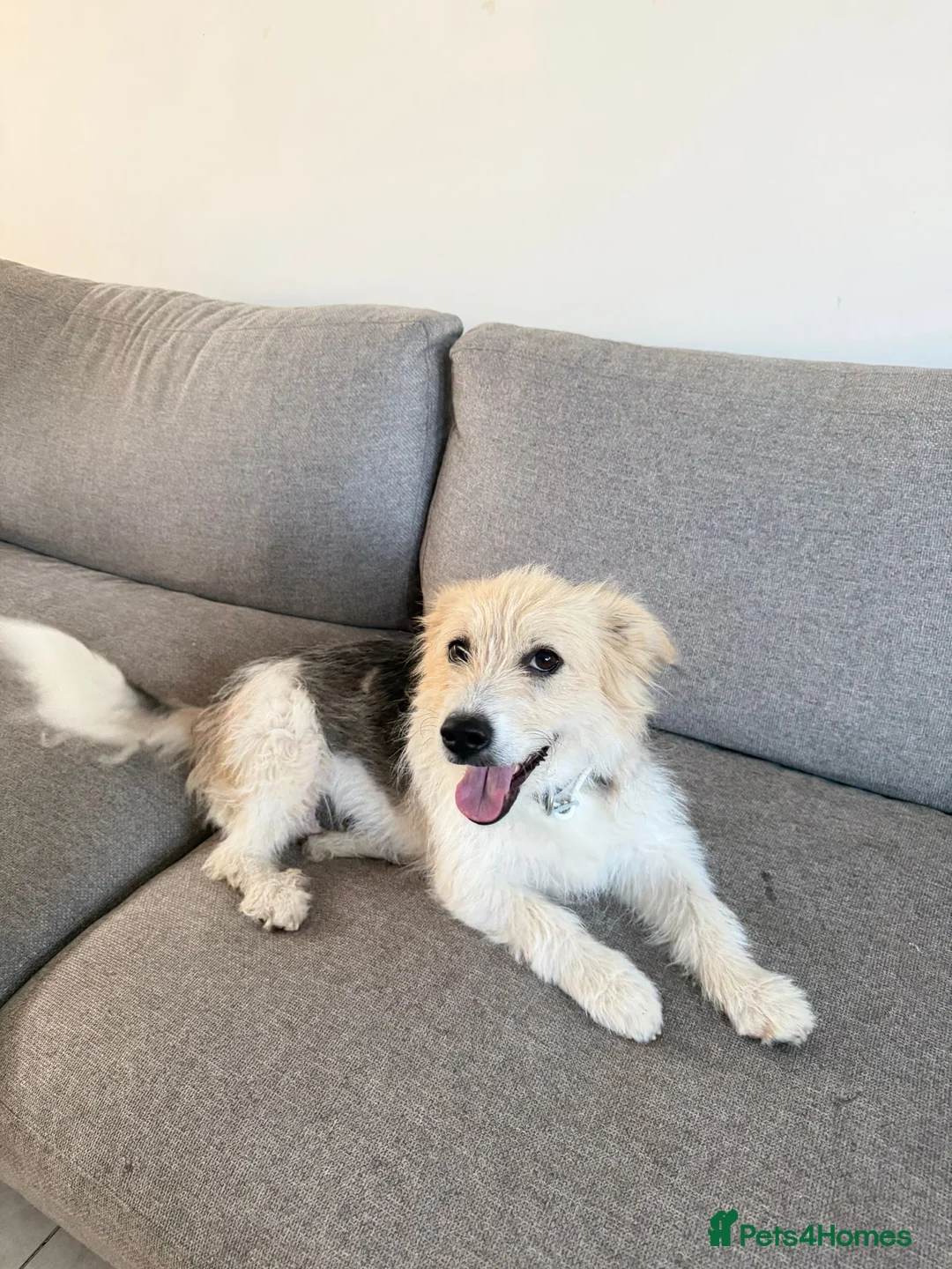 Mixed Breed dogs for adoption: Angel (Canan) – Could You Be Her Happy Ending? ❤️ - Advert 1