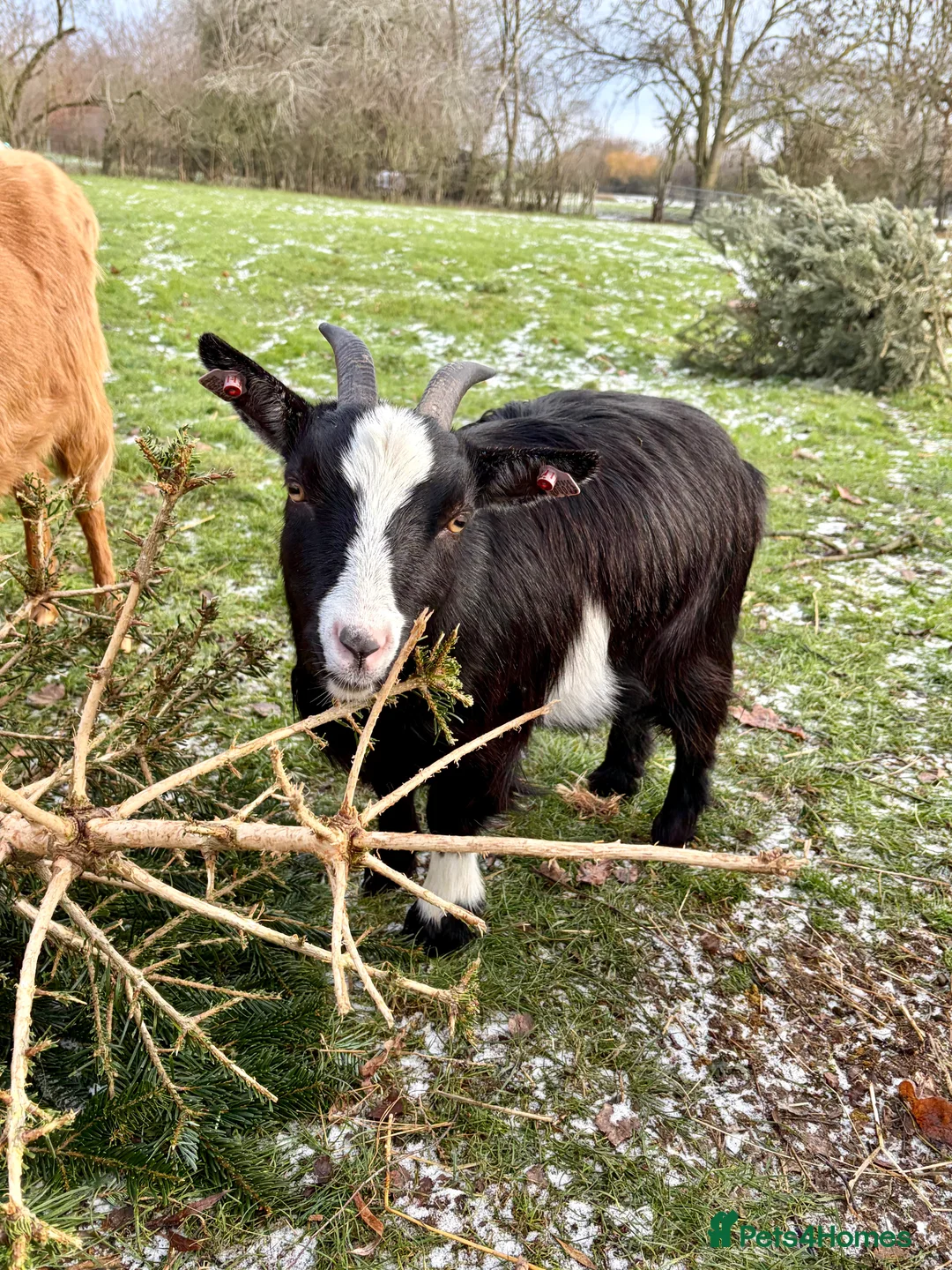 Goats livestock for sale: Pygmy nanny for sale  - Advert 2