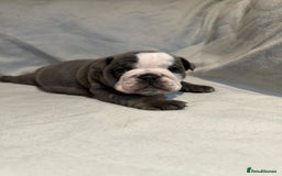 English Bulldog dogs for sale: Winnies babies - Image 11