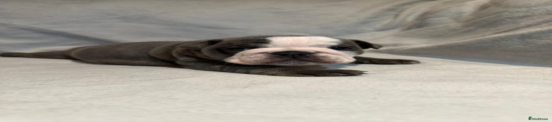 English Bulldog Puppy 2