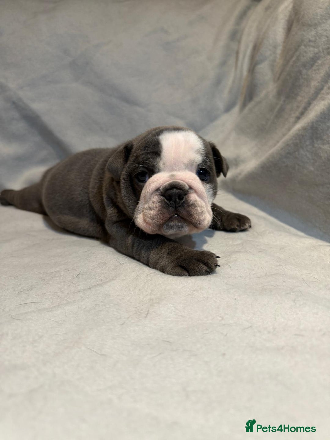 English Bulldog dogs for sale: Winnies babies - Image 11